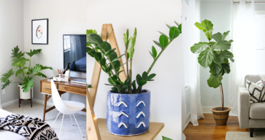 8 plantas resistentes e fáceis de manter para ter em casa