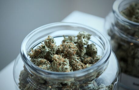 O algoritmo português que prevê quais os próximos países a legalizar a cannabis