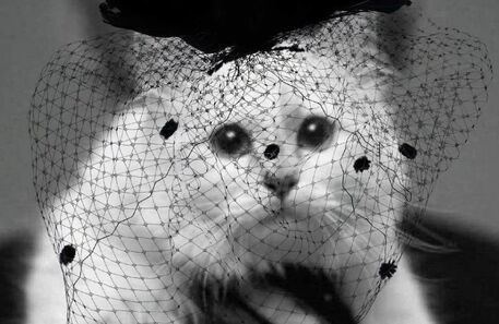 A gata Choupette assina coleção em homenagem a Karl Lagerfeld