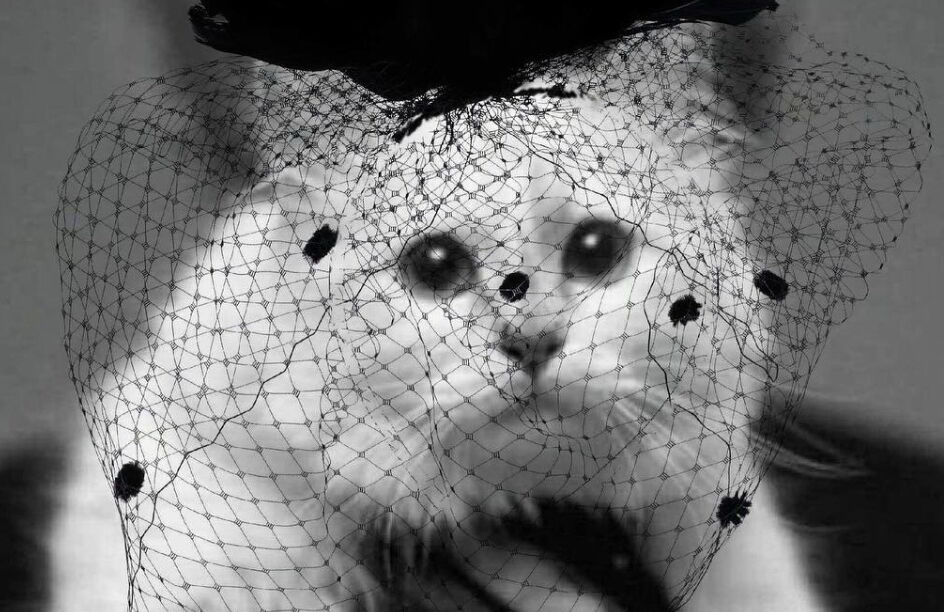 A gata Choupette assina coleção em homenagem a Karl Lagerfeld