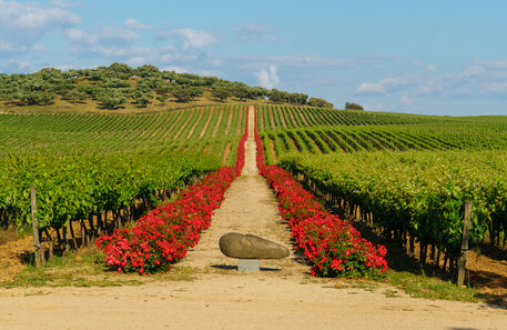 Bem-vindos à herdade dos Reynolds