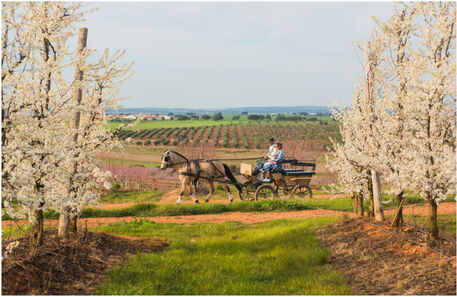 Vila Galé aposta em agroturismo no Alentejo