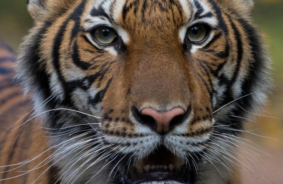 Primeiro animal testa positivo para o novo coronavírus nos EUA