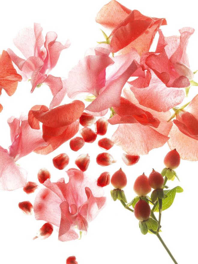 Um dos ingredientes que d? vida ? fragr?ncia Omnia