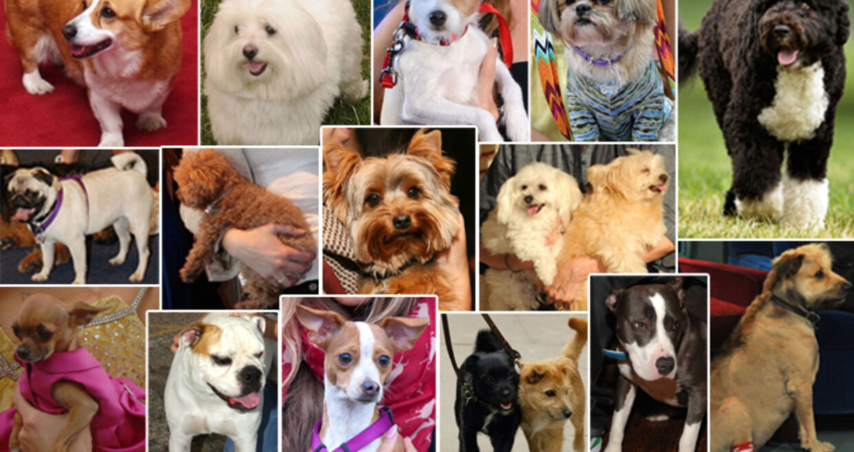 Celebrity dogs
