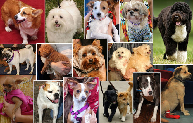 Celebrity dogs