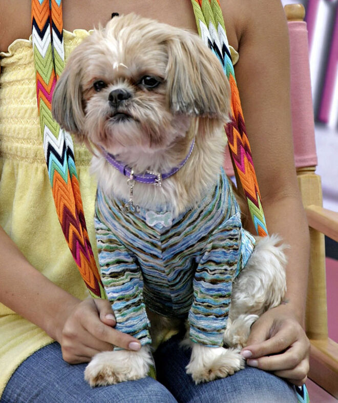 De raça Shih Tzu, já apareceu com a sua dona em inúmeras revistas.