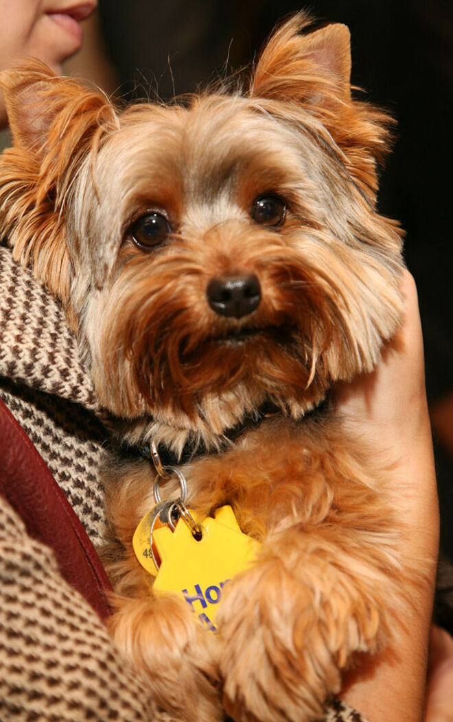 A dona deste Yorkshire Terrier é uma fervorosa apoiante de associações e iniciativas animais.