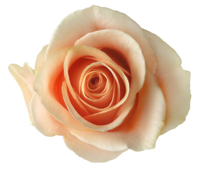 Ingredientes: 1 frasco de vidro com tampa, 1 colher de sopa de óleo de coco, 1 rosa, Açúcar mascavado e Óleo de amêndoa ou de jojoba