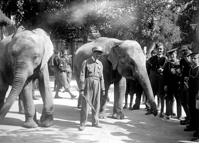 Jardim Zoológico de Lisboa celebra 130 anos