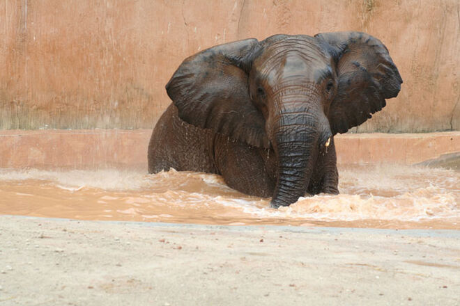 Jardim Zoológico de Lisboa celebra 130 anos