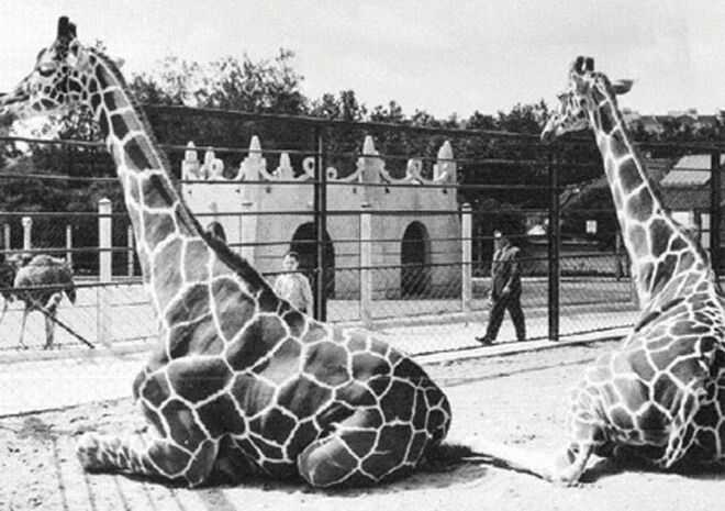 Jardim Zoológico de Lisboa celebra 130 anos