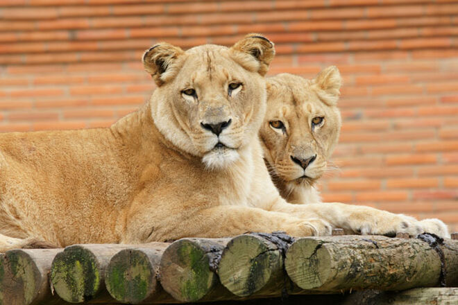 Jardim Zoológico de Lisboa celebra 130 anos
