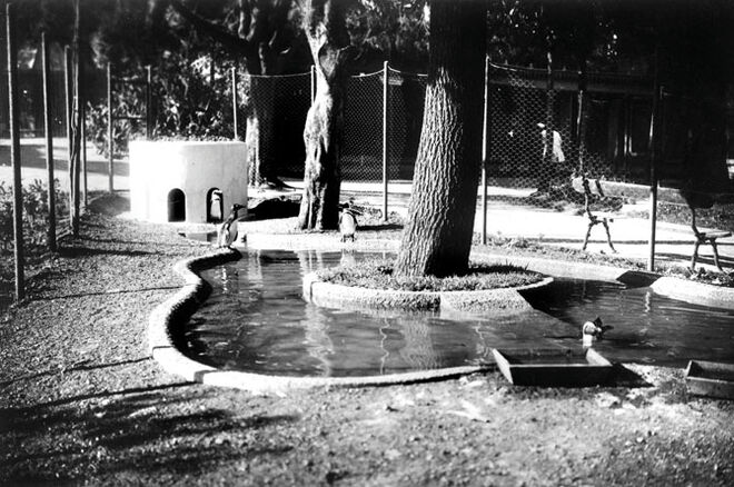 Jardim Zoológico de Lisboa celebra 130 anos