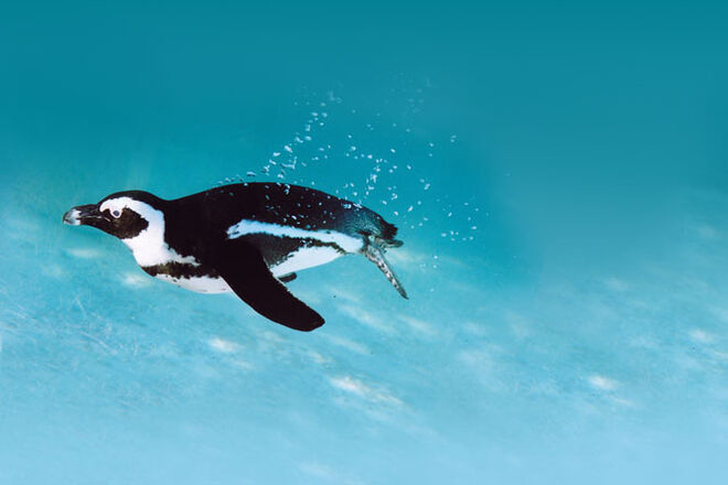 Jardim Zoológico de Lisboa celebra 130 anos