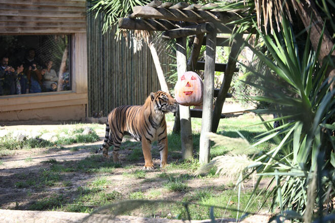 Jardim Zoológico de Lisboa celebra 130 anos