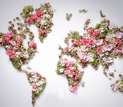 Volta ao mundo floral