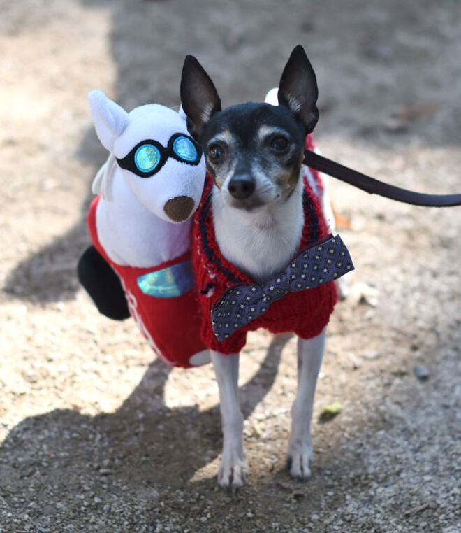 Tompkins Square Halloween Dog Parade 2014