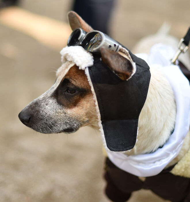 Tompkins Square Halloween Dog Parade 2014