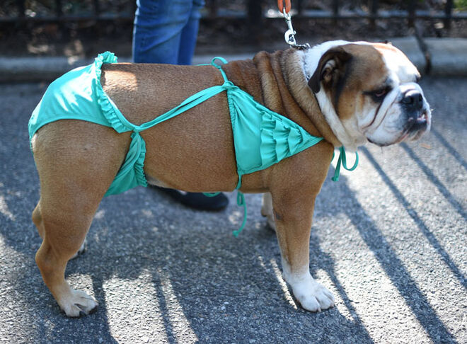 Tompkins Square Halloween Dog Parade 2014