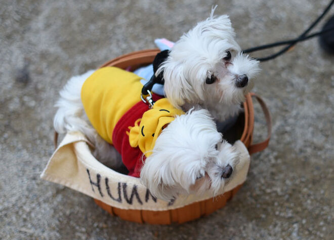Tompkins Square Halloween Dog Parade 2014