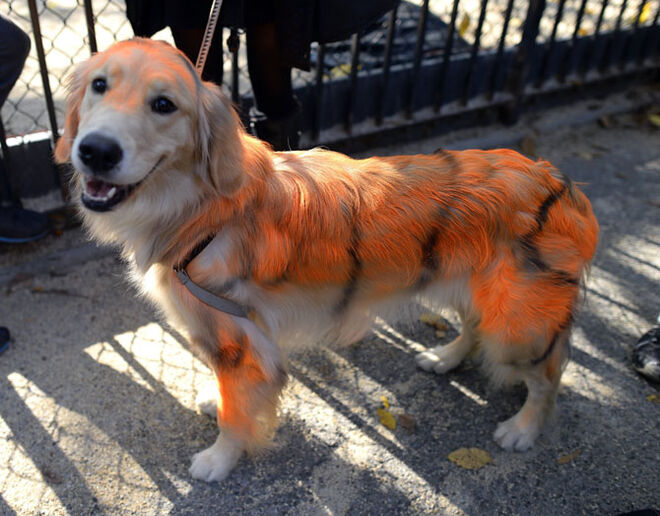 Tompkins Square Halloween Dog Parade 2014