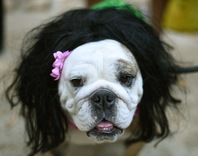 Tompkins Square Halloween Dog Parade 2014