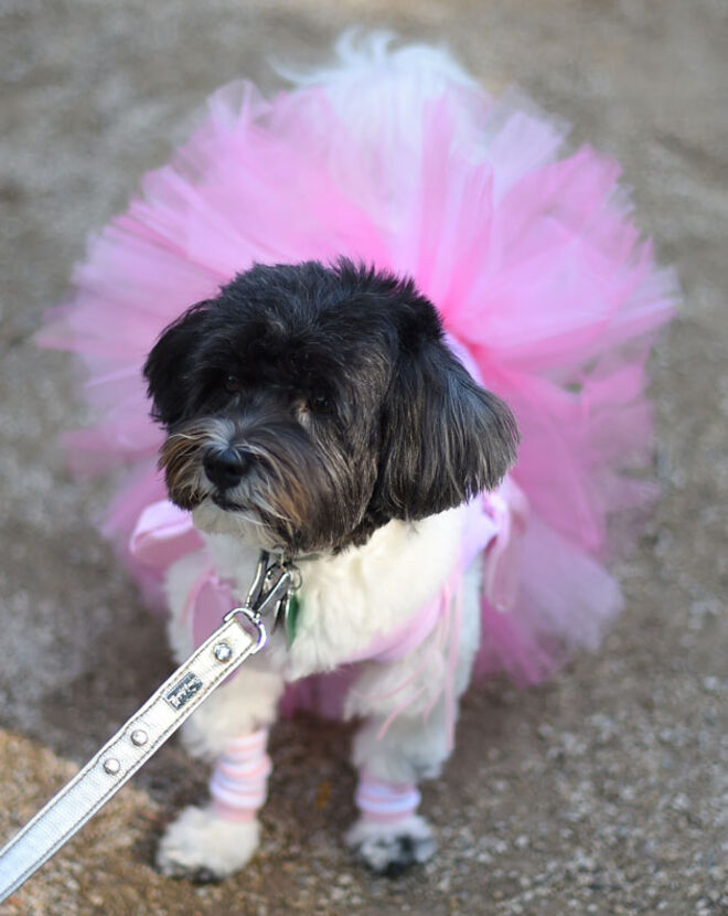 Tompkins Square Halloween Dog Parade 2014