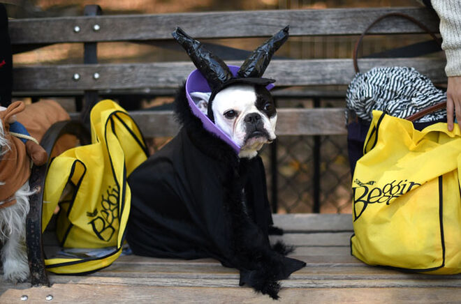 Tompkins Square Halloween Dog Parade 2014