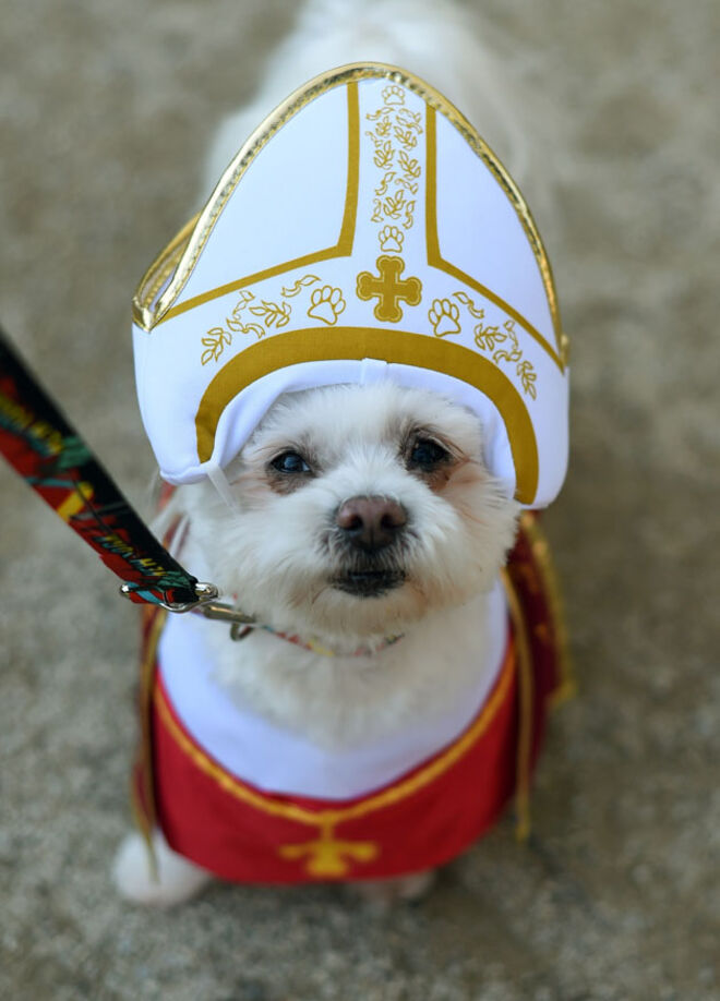 Tompkins Square Halloween Dog Parade 2014
