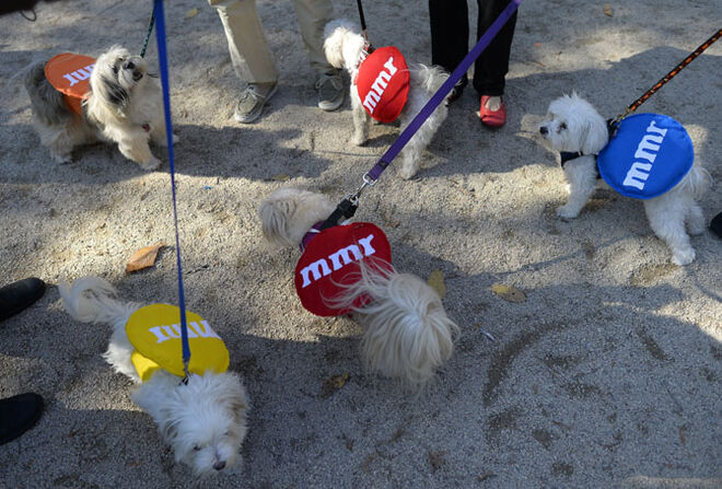 Tompkins Square Halloween Dog Parade 2014