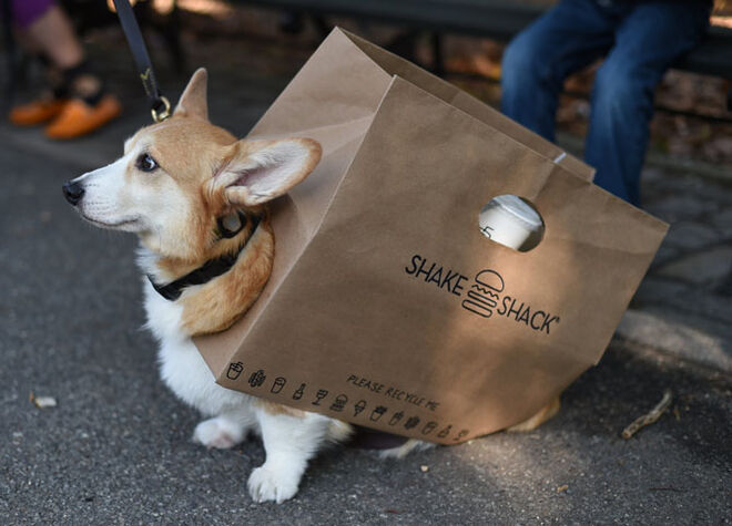 Tompkins Square Halloween Dog Parade 2014