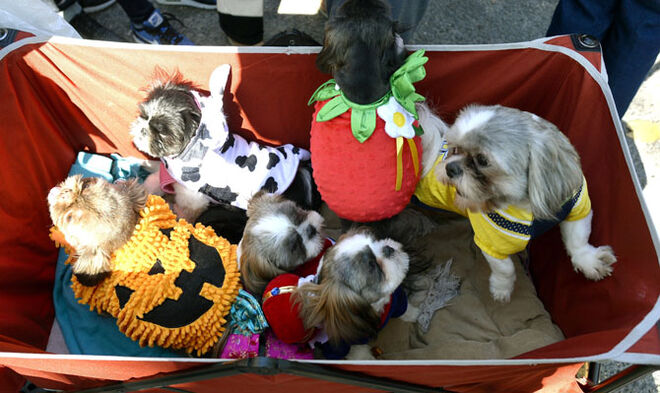 Tompkins Square Halloween Dog Parade 2014
