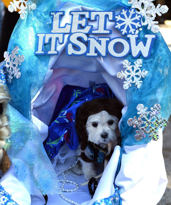 Tompkins Square Halloween Dog Parade 2014