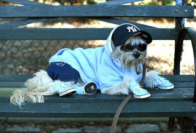 Tompkins Square Halloween Dog Parade 2014