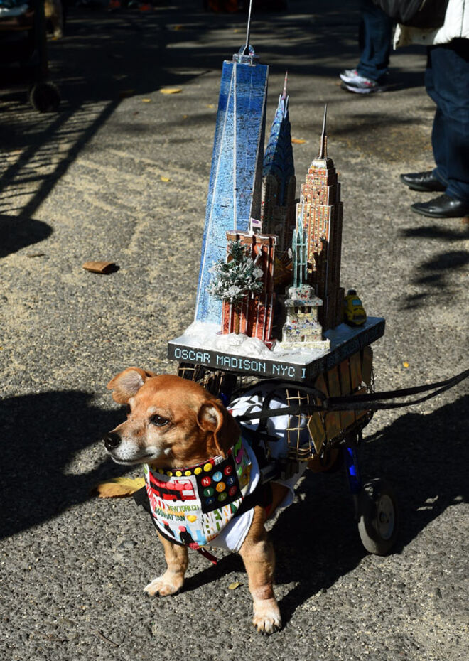 Tompkins Square Halloween Dog Parade 2014