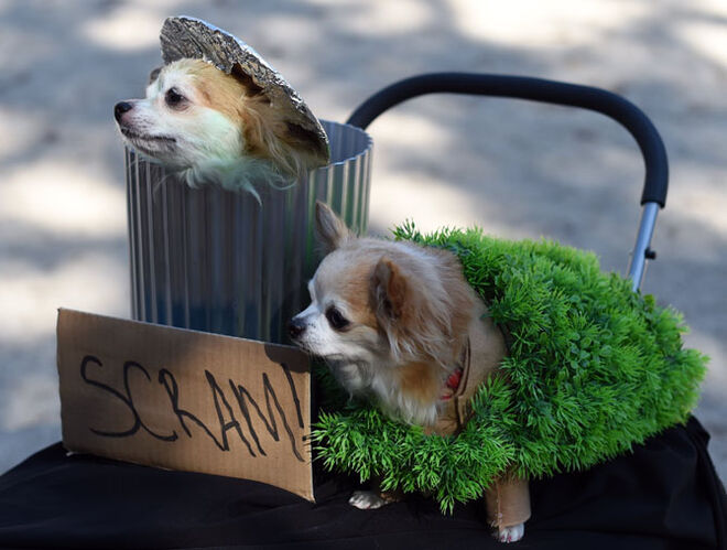 Tompkins Square Halloween Dog Parade 2014