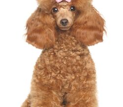 Perfumes Equivalenza para cães