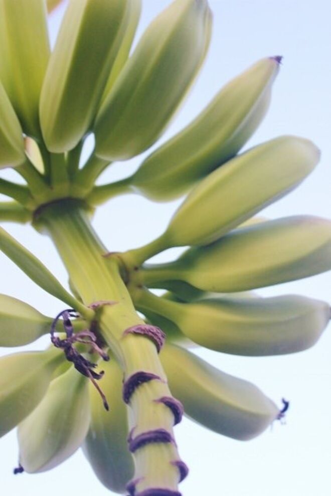 2. Banana | A banana elimina o desejo de comer doces graças ao aminoácido triptofano. Se ingerida de manhã, reduz o apetite, e é ideal para comer antes dos treinos, uma vez que diminui a o risco de cãibras, por ser rica em potássio.