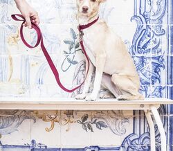 PELCOR lança a linha CORKY
