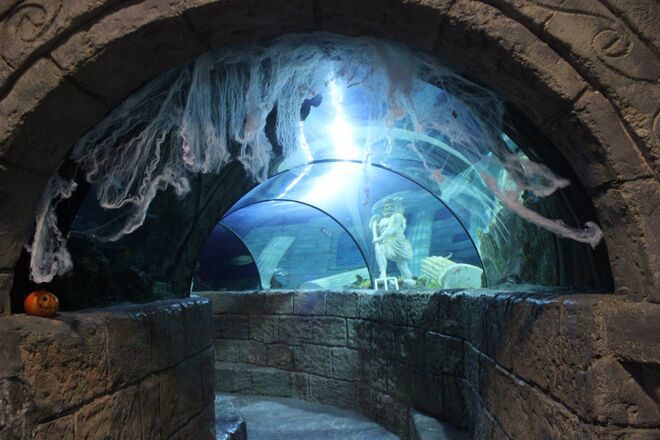 No fim de semana de 31 de outubro e 1 de novembro, o SEA LIFE Porto convida a uma visita “assustadora” ao fundo do mar e as crianças que vierem vestidas a rigor têm direito a entrada gratuita