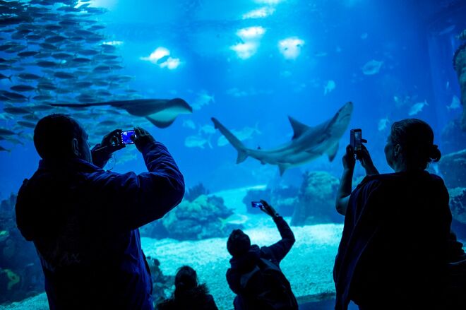 Oceanário de Lisboa, por Pedro A. Pina