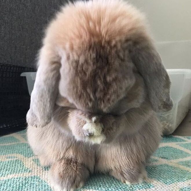 Reese Witherspoon | 'Oh da cuteness!!! #BunnyLove #HappyEaster '