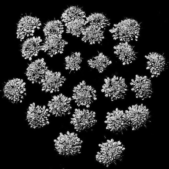 A ROSE IS A ROSE IS A ROSE, Jerusalem