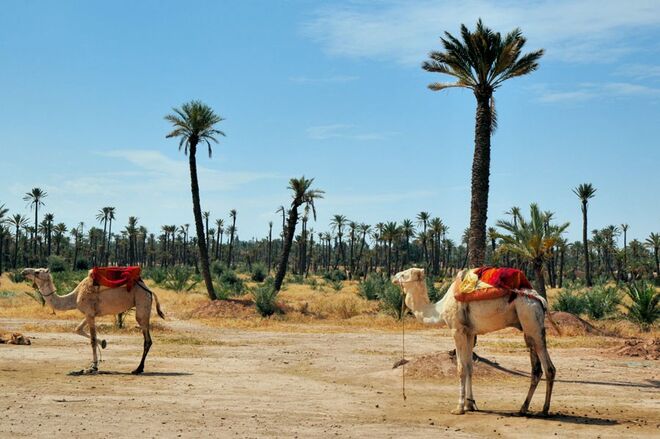 La Palmeraie de Marrakech