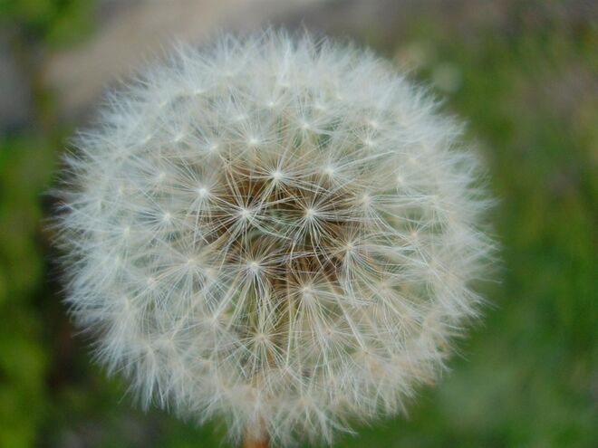 13. Mais DENTE-DE-LEÃO e menos problemas de fígado