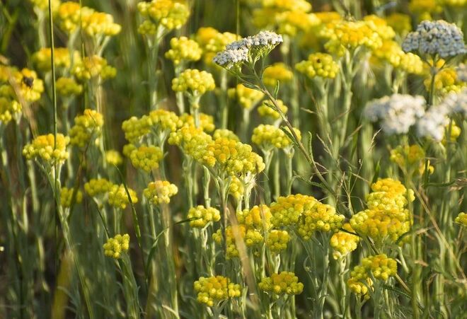 3. Menos alergias com a ERVA-DO-CARIL