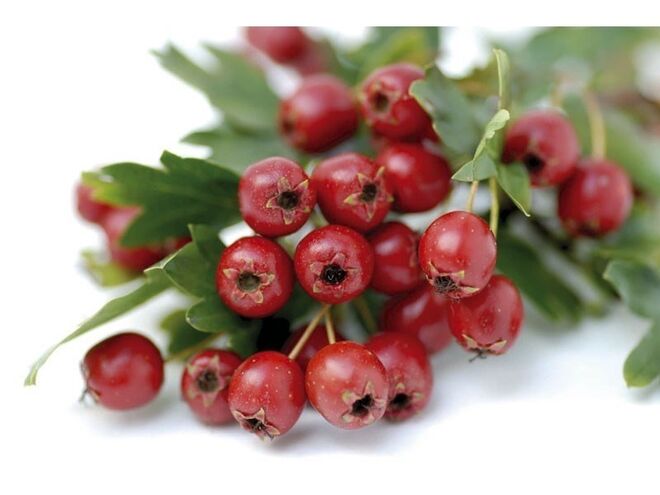 7. Os anti-hipertensores e o ESPINHEIRO-ALVAR