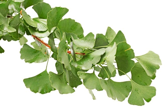 15. Mais memória com o GINKGO BILOBA