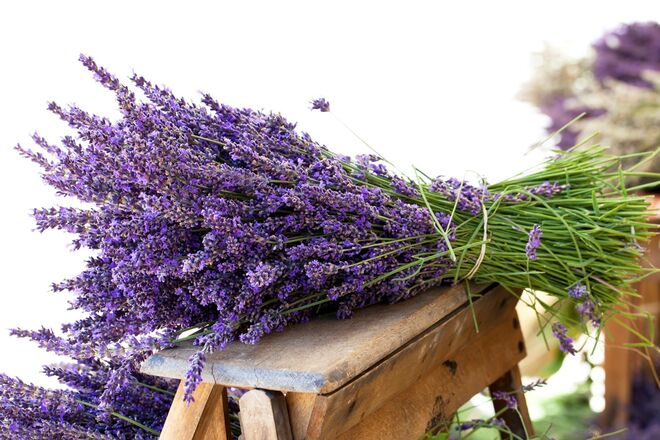 14. Mais planta de LAVANDA e menos esgotamento mental